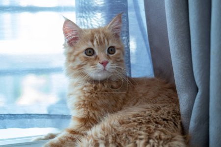 Cute orange kitten doing various pose