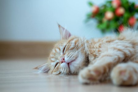 Photo for Cute orange kitten doing various pose - Royalty Free Image