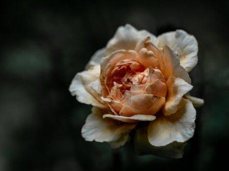 Die verwundeten Blütenblätter einer verwelkenden Masora-Rose