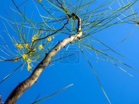 Photo for Yellow flowers and needle shaped leaves of Parkinsonia aculeata - Royalty Free Image