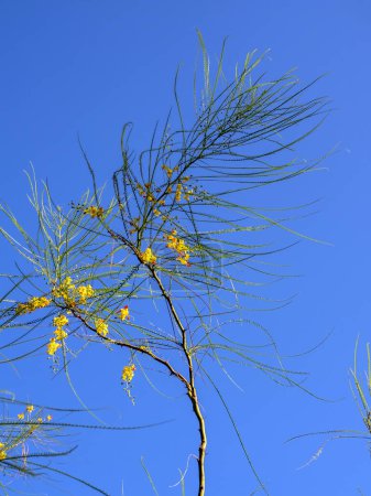 Photo for Yellow flowers and needle shaped leaves of Parkinsonia aculeata - Royalty Free Image