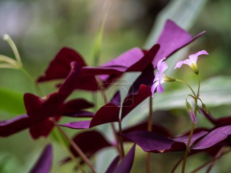 Photo for Pink flower and purple leaves of Oxalis (Purple woodsorrel) plant - Royalty Free Image