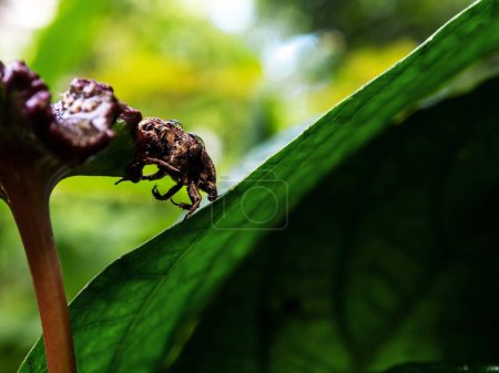 Téléchargez les photos : Un scarabée afer poilu sur les feuilles du Congo figue - en image libre de droit
