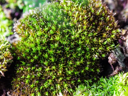 Photo for Close-up of freshness green moss growing covered on the moist stone floor, selective focus - Royalty Free Image