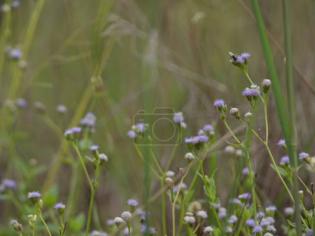 Flower of Tropic Ageratum, praxelis in the grassland at the countryside