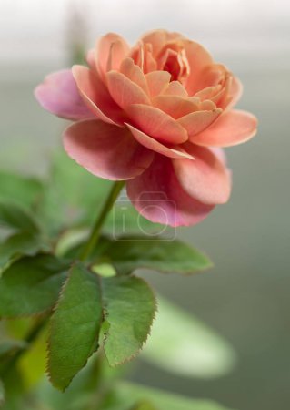 Foto de Forma y colores de las rosas de tambores distantes que florecen en el jardín - Imagen libre de derechos