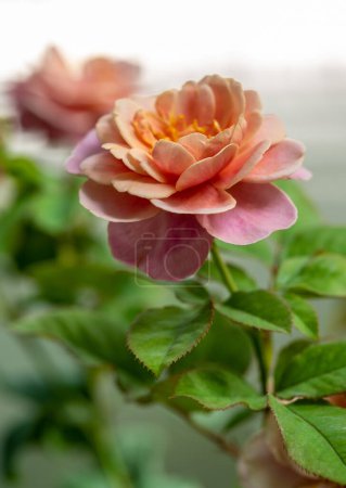 Foto de Forma y colores de las rosas de tambores distantes que florecen en el jardín - Imagen libre de derechos