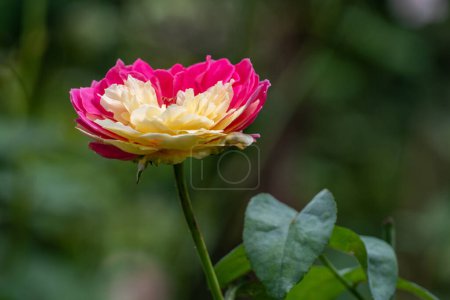 Form und Farben von Fugetsu, der japanischen Gartenrose