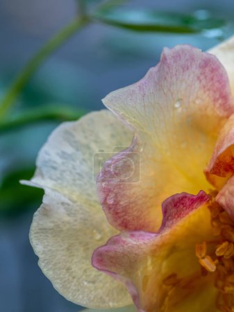 Nahaufnahme zarter La Parisienne Rosenpollen und Blütenblätter als Hintergrund der Natur