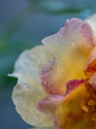 Nahaufnahme zarter La Parisienne Rosenpollen und Blütenblätter als Hintergrund der Natur