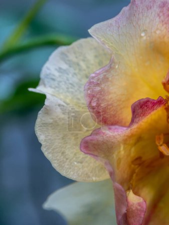 Gros plan délicat pollens et pétales de rose de La Parisienne comme fond naturel