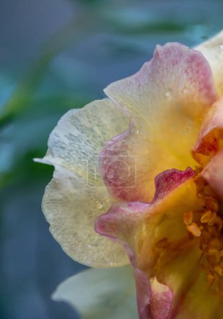 Nahaufnahme zarter Rosenpollen und Blütenblätter als Hintergrund der Natur