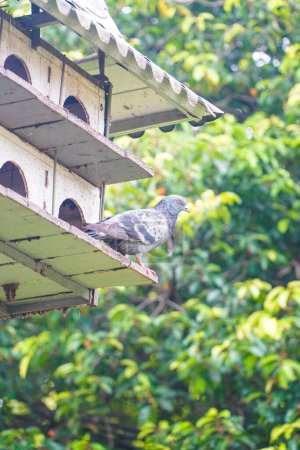Téléchargez les photos : Une colombe perchée devant une cage en bois - en image libre de droit