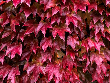 Photo for Autumnal red leaves. Red green brown autumn leaves. Autumnal colours. Ivy leaves changed color from green to red. High quality photo - Royalty Free Image
