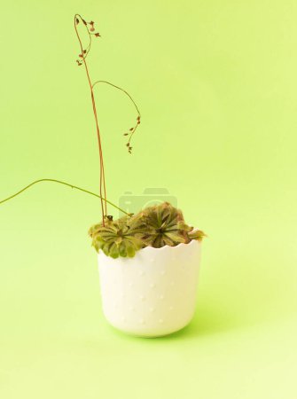 Decorative plant in white ceramic pot isolated on green background.