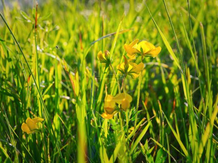 Foto de Flores de loto corniculatus se cierran en el prado del campo. Foto de alta calidad - Imagen libre de derechos