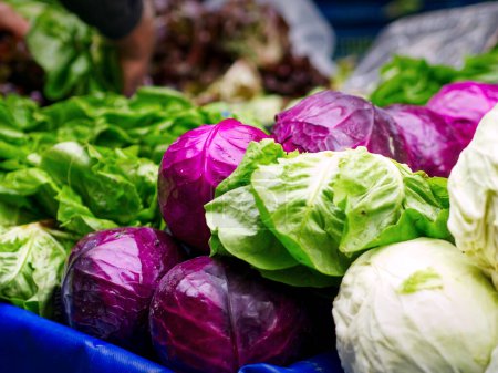 Photo for Cabbage and lettuce vegetables for sale close-up in street market stall. High quality photo - Royalty Free Image