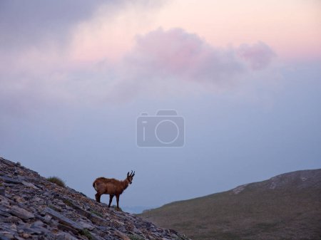 Foto de Gamuza de pie sobre rocas con vista a la montaña. Meseta de las musas, montaña del Olimpo, Grecia - Imagen libre de derechos