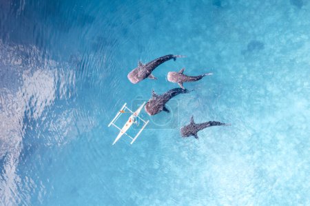 Whalesharks nage de haut en bas dans le drone océanique 2022 images aériennes Cebu Philippines. Photo de haute qualité