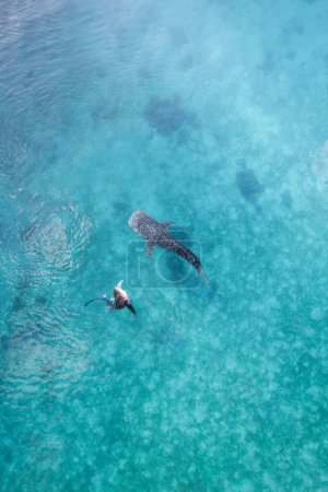 Photo for Whalesharks swimming topdown in ocean drone 2022 aerial footage Cebu Philippines. High quality photo - Royalty Free Image