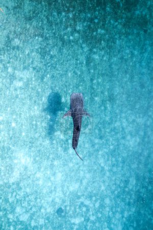 Photo for Whalesharks swimming topdown in ocean drone 2022 aerial footage Cebu Philippines. High quality photo - Royalty Free Image