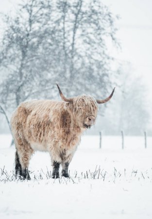 Scottish Highlander covered with snow in nature 2022. High quality photo