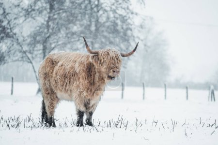 Scottish Highlander couvert de neige dans la nature 2022. Photo de haute qualité