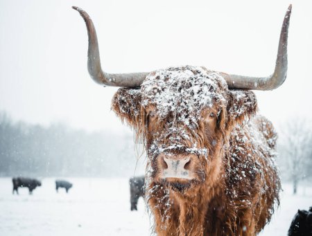 Scottish Highlander covered with snow in nature 2022. High quality photo