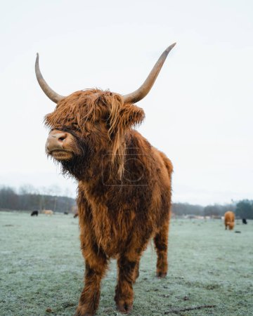 Scottish Higlander Calf Rinder auf einem Feld ökologischen. Hochwertiges Foto