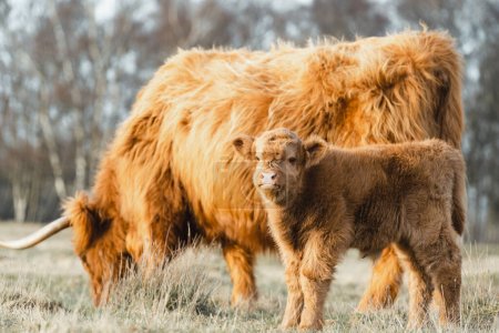 Scottish Higlander Calf Cattle on a field ecological . High quality photo