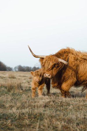Scottish Higlander Calf Rinder auf einem Feld ökologischen. Hochwertiges Foto