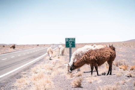 Lamas auf der Straße in Südamerika. Hochwertiges Foto