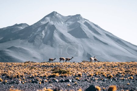 Foto de Vicuna animal lama en frente de montañas volcánicas en San Pedro de Atacama Chile. Foto de alta calidad - Imagen libre de derechos