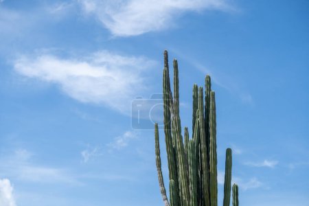 Extreme climate and cactuses in Tatacoa Desert Colombia Villavieja . High quality photo