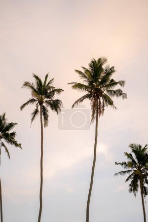 Photo for Clean photo during on the beach sunrise with palm trees in Mirissa, Sri Lanka. High quality photo - Royalty Free Image