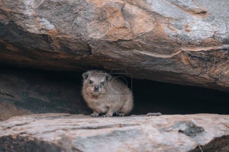 Photo for Rock Hyrax, Dassie, Procavia capensis, common in South Africa and Namibia. High quality photo - Royalty Free Image