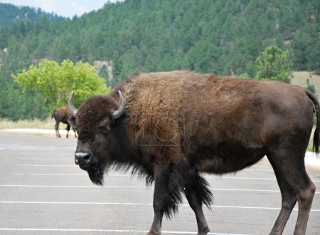 Photo for Buffalo in the Black Hills, South Dakota - Royalty Free Image