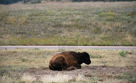 Photo for Buffalo Calf in the Black Hills, South Dakota - Royalty Free Image