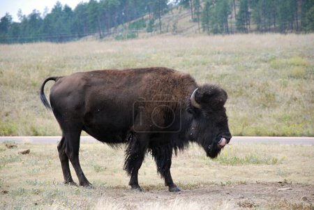Photo for Buffalo in the Black Hills, South Dakota - Royalty Free Image