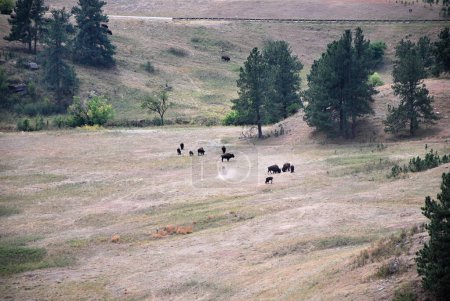 Photo for Buffalo Herd in the Black Hills, South Dakota - Royalty Free Image