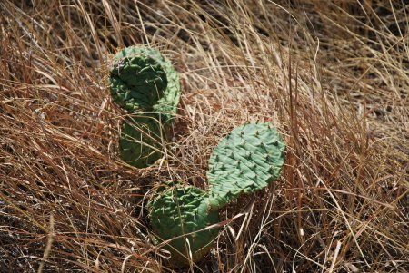 Foto de Cactus en Badlands National Park, Dakota del Sur - Imagen libre de derechos