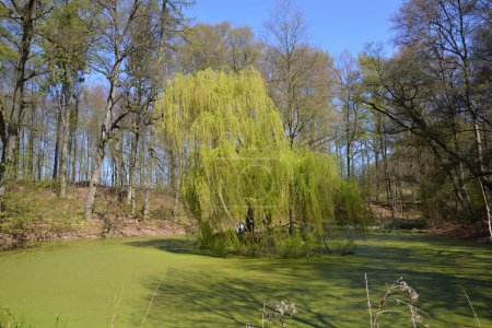 Photo for Landscape in Spring in the Valley of the River Fulde, Lower Saxony - Royalty Free Image