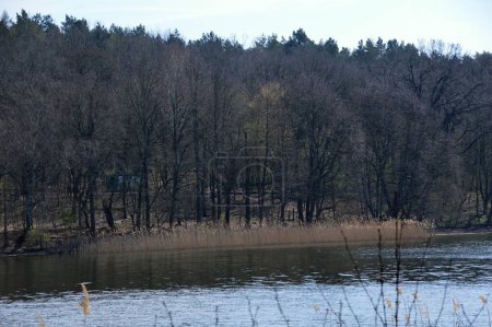 Photo for Lake in Spring in the Forest Grunewald in Berlin, the Capital City of Germany - Royalty Free Image