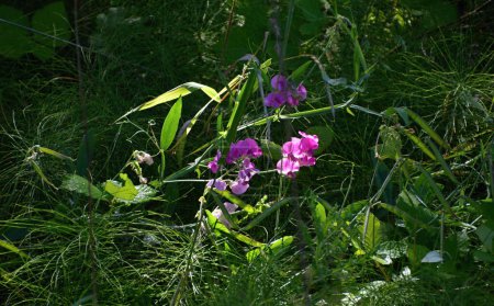 Foto de Bloom Flower in Olympic National Park, Washington - Imagen libre de derechos