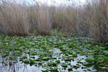 Téléchargez les photos : Lys d'eau dans Everglades National Park, Floride - en image libre de droit