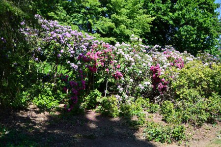 Foto de Flores Florecientes en Castillo y Parque Woerlitz, Sajonia - Anhalt - Imagen libre de derechos
