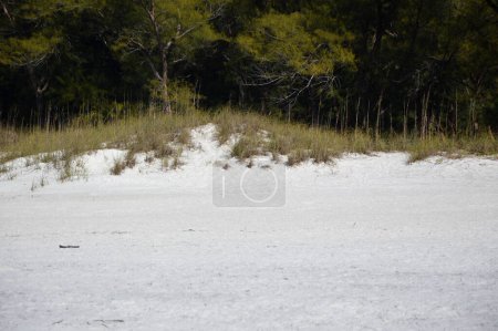 Photo for Sandy Beach at the Gulf of Mexico, Anna Maria Island, Florida - Royalty Free Image