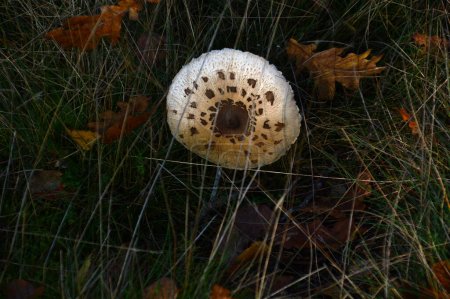 Mushroom in Autumn in the Heath Tietlinger Heide, Walsrode, Lower Saxony