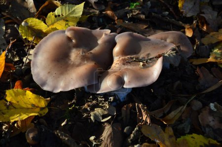 Mushrooms in Autumn on the hill Pfingstberg in Potsdam, the Capital of Brandenburg