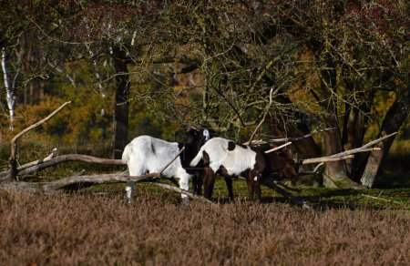Moutons dans la bruyère Tietlinger Heide, Walsrode, Basse-Saxe